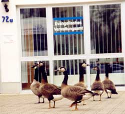 Wildgänse vorm Ev. Verwaltungsamt, Copyright: Ute Glaser