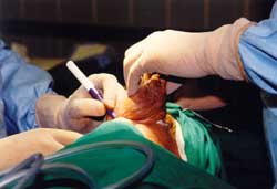 Copyright: Ute Glaser