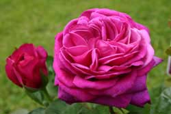 Foto/Copyright: Ute Glaser